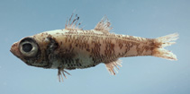 To FishBase images (<i>Epigonus denticulatus</i>, by NOAA\NMFS\Mississippi Laboratory)