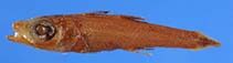 To FishBase images (<i>Epigonus devaneyi</i>, by Okamoto, M.)