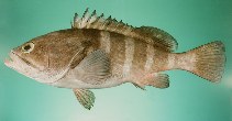 To FishBase images (<i>Epinephelus diacanthus</i>, India, by Randall, J.E.)