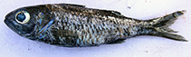 To FishBase images (<i>Epigonus elongatus</i>, India, by Mullasseri, S.)