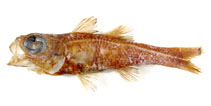 To FishBase images (<i>Epigonus exodon</i>, Reunion I., by Okamoto, M.)