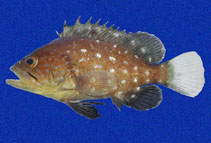 To FishBase images (<i>Epinephelus exsul</i>, El Salvador, by Robertson, R.)