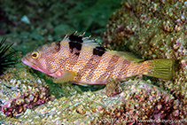 To FishBase images (<i>Epinephelus fasciatomaculosus</i>, Hong Kong, by Eric Keung@114°E Hong Kong Reef Fish Survey)
