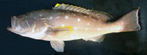 Image of Hyporthodus flavolimbatus (Yellowedge grouper)