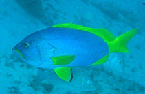 To FishBase images (<i>Epinephelus flavocaeruleus</i>, Oman, by Field, R.)