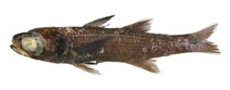 To FishBase images (<i>Epigonus fragilis</i>, by Okamoto, M.)