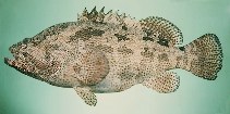 To FishBase images (<i>Epinephelus fuscoguttatus</i>, Saudi Arabia, by Randall, J.E.)