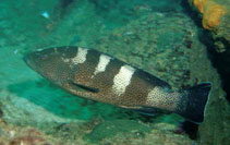 To FishBase images (<i>Epinephelus gabriellae</i>, Oman, by Field, R.)