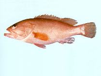 Image of Epinephelus heniochus (Bridled grouper)
