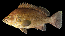 To FishBase images (<i>Epinephelus insularis</i>, Japan, by Motomura, H.)