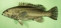 To FishBase images (<i>Epinephelus latifasciatus</i>, Chinese Taipei, by Randall, J.E.)