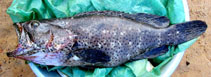 To FishBase images (<i>Epinephelus lebretonianus</i>, India, by Devarapalli, P.)