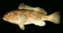Image of Epinephelus longispinis (Longspine grouper)
