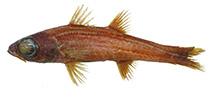 Image of Epigonus machaera 