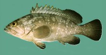 To FishBase images (<i>Epinephelus marginatus</i>, South Africa, by Randall, J.E.)