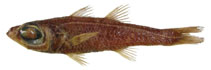 To FishBase images (<i>Epigonus mayeri</i>, Angola, by Okamoto, M.)