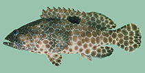 To FishBase images (<i>Epinephelus melanostigma</i>, South Africa, by Randall, J.E.)