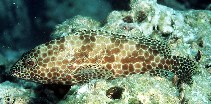 To FishBase images (<i>Epinephelus merra</i>, Kiribati, by Randall, J.E.)