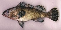 Image of Epinephelus miliaris (Netfin grouper)