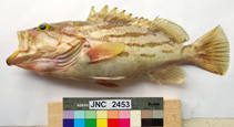 To FishBase images (<i>Epinephelus morrhua</i>, New Caledonia, by Justine, J.-L.)
