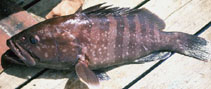 To FishBase images (<i>Epinephelus mystacinus</i>, Galapagos Is., by Craig, M.T.)