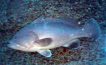 To FishBase images (<i>Epinephelus nigritus</i>, USA, by Bryan, D.)