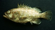 To FishBase images (<i>Epinephelus niphobles</i>, Ecuador, by Jimenez Prado, P.)