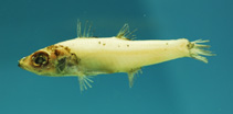 To FishBase images (<i>Epigonus occidentalis</i>, by NOAA\NMFS\Mississippi Laboratory)