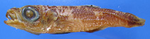 Image of Epigonus oligolepis 