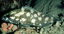 Image of Epinephelus ongus (White-streaked grouper)