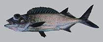 To FishBase images (<i>Epinnula pacifica</i>, Hawaii, by Wozniak, S.)