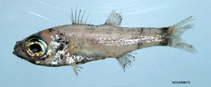 To FishBase images (<i>Epigonus pandionis</i>, by NOAA\NMFS\Mississippi Laboratory)