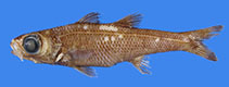 To FishBase images (<i>Epigonus pectinifer</i>, by Okamoto, M.)