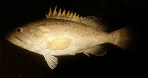 Image of Epinephelus poecilonotus (Dot-dash grouper)
