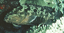 To FishBase images (<i>Epinephelus polyphekadion</i>, Marshall Is., by Randall, J.E.)