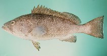 To FishBase images (<i>Epinephelus polylepis</i>, India, by Randall, J.E.)
