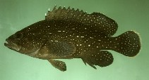 To FishBase images (<i>Epinephelus polystigma</i>, Indonesia, by Randall, J.E.)