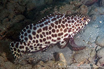 To FishBase images (<i>Epinephelus quoyanus</i>, Hong Kong, by Eric Keung@114°E Hong Kong Reef Fish Survey)