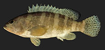 To FishBase images (<i>Epinephelus sexfasciatus</i>, Philippines, by Randall, J.E.)