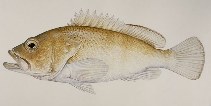 To FishBase images (<i>Epinephelus stictus</i>, by Randall, J.E.)
