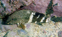 To FishBase images (<i>Epinephelus stoliczkae</i>, Oman, by Field, R.)