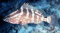To FishBase images (<i>Epinephelus striatus</i>, Bahamas, by Randall, J.E.)