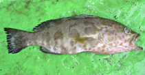To FishBase images (<i>Epinephelus timorensis</i>, Fiji, by Thaman, R.R.)