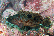 To FishBase images (<i>Epinephelus trimaculatus</i>, Hong Kong, by Gomen See@114°E Hong Kong Reef Fish Survey)