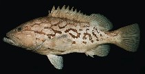 To FishBase images (<i>Epinephelus tuamotuensis</i>, Pitcairn, by Randall, J.E.)