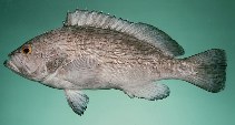 To FishBase images (<i>Epinephelus undulosus</i>, Philippines, by Randall, J.E.)