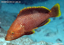 To FishBase images (<i>Epinephelus undulatostriatus</i>, Australia, by Banks, I.)