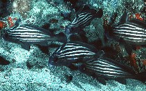 To FishBase images (<i>Pareques acuminatus</i>, by Randall, J.E.)