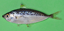 To FishBase images (<i>Equulites elongatus</i>, Indonesia, by Wiadnya, D.G.R.)