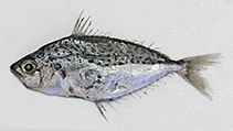 To FishBase images (<i>Equulites klunzingeri</i>, Oman, by Marine Science and Fisheries Centre, Muscat)